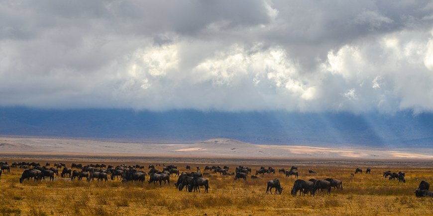 Wildebeasts in Tanzania