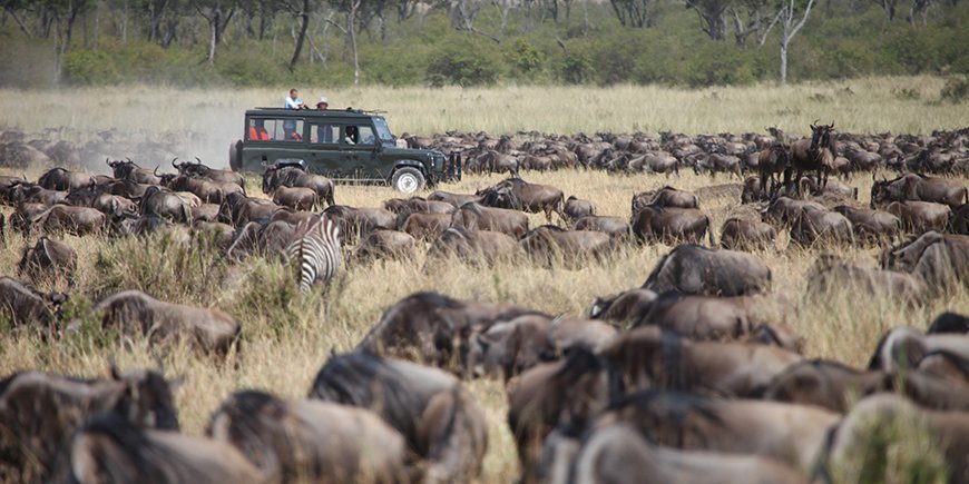 Wildebeest migration