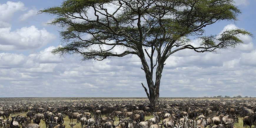 Herd of wildebeest migrating in Serengeti National Park, Tanzania, Africa