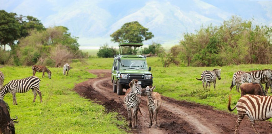 Safari car among zebras