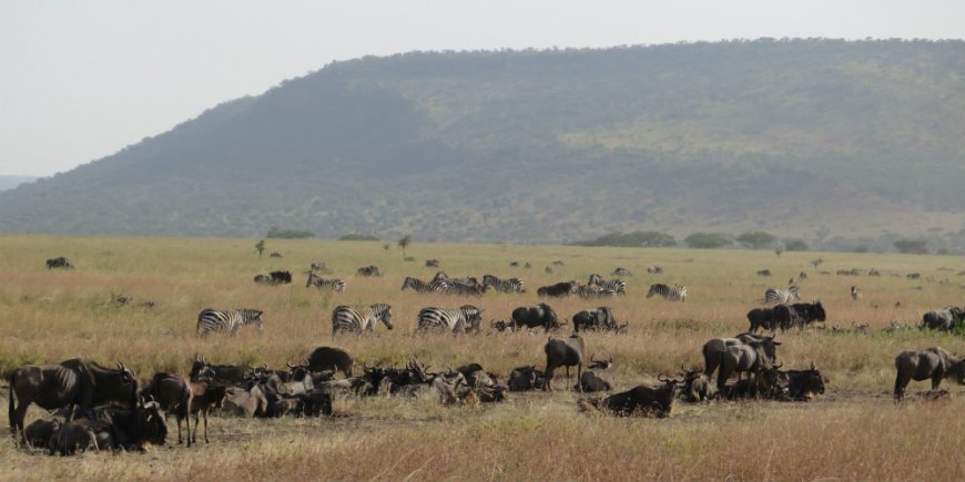 Serengeti in June