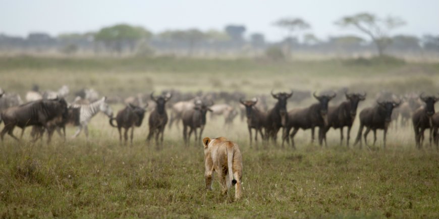 lion hunts