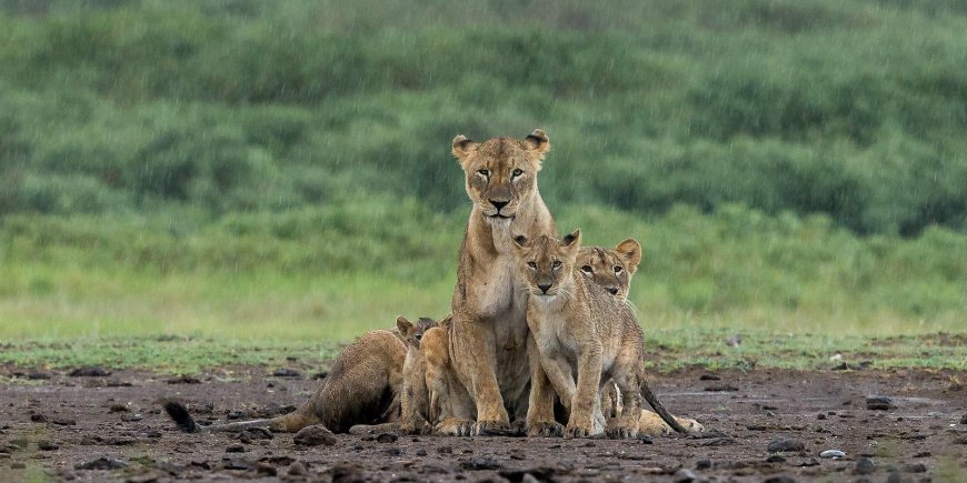 rainy season in Serengeti