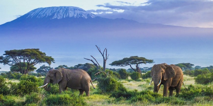 Elephants in Amboseli National Park