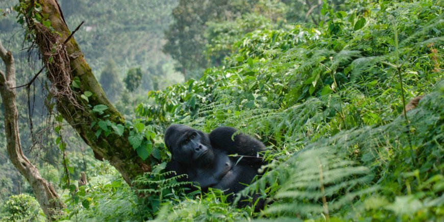 Gorilla in Bwindi impenetrable forest national park