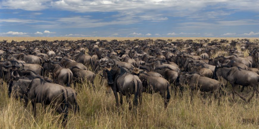 Herds in Masai Mara Kenya