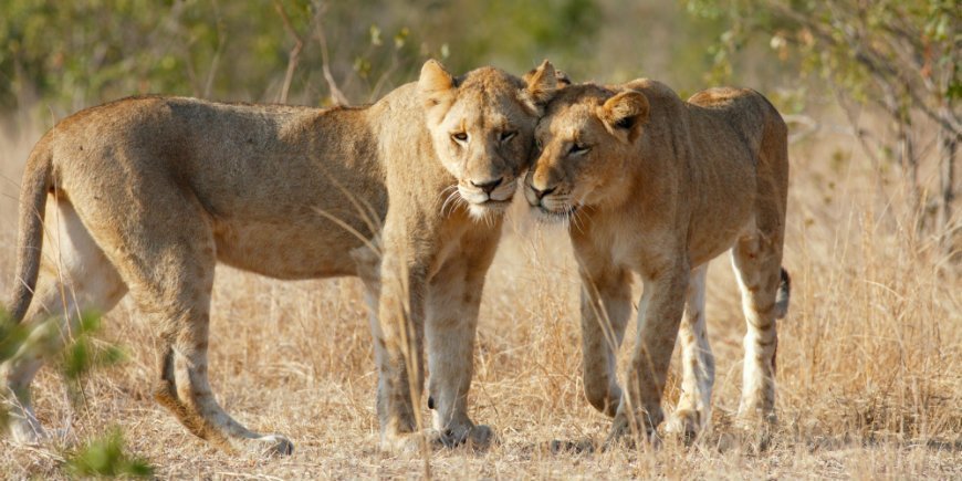 Løver i Kruger Nationalpark