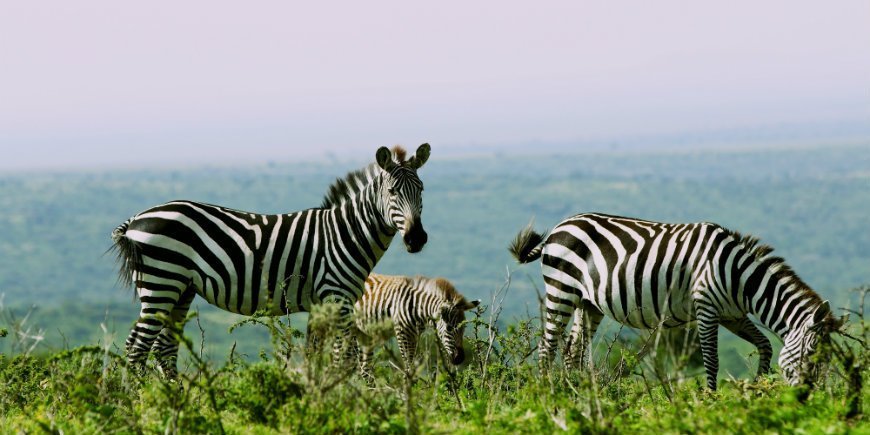 Zebras in Serengeti National Park