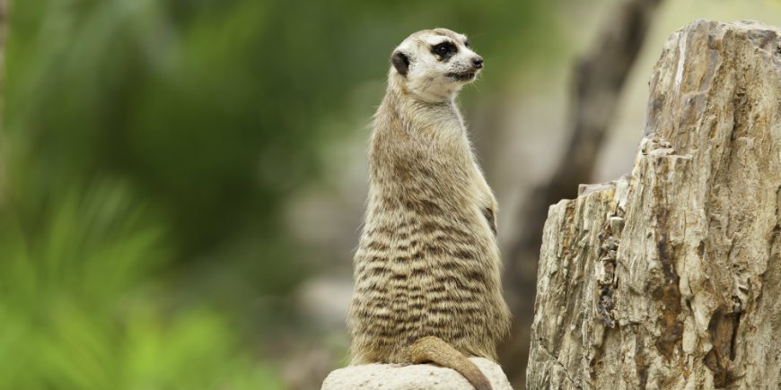 meerkat