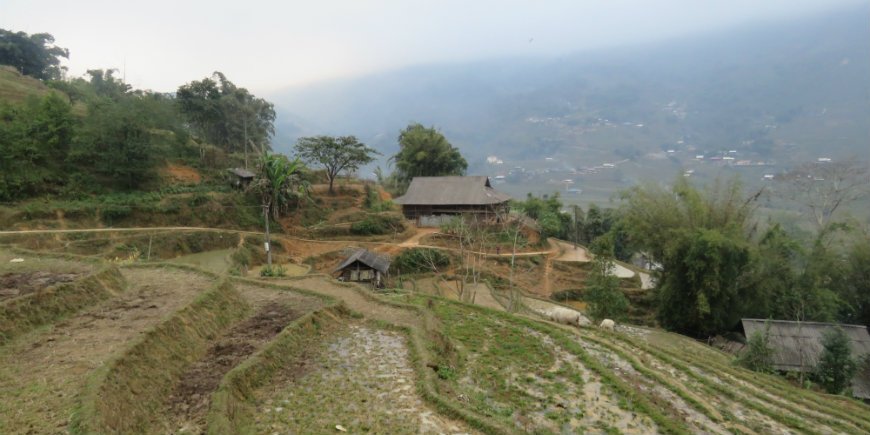 paddy fields