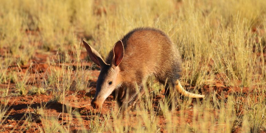 Aardvark