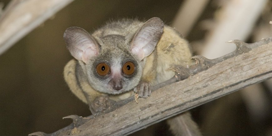 Galago