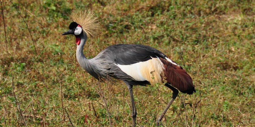 Grey crowned crane