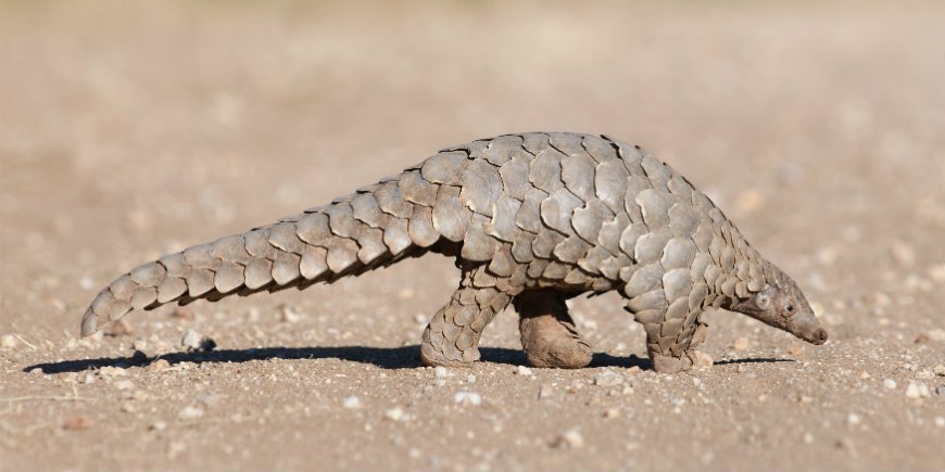 pangolin