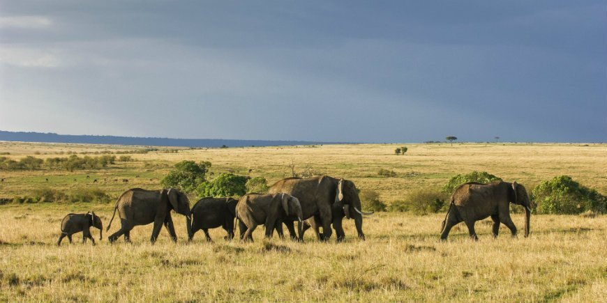 Elephant herd in Masai Mara