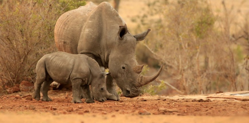 Rhinos in Kruger National Park