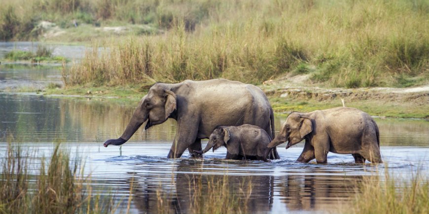 Elephant family