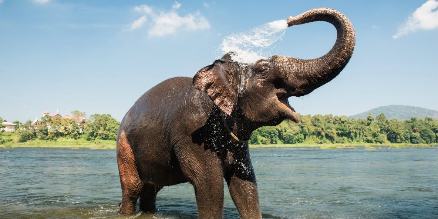 Elephant in river