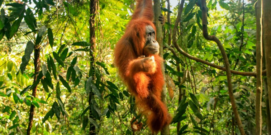 Gunung-Leuser-National-Park