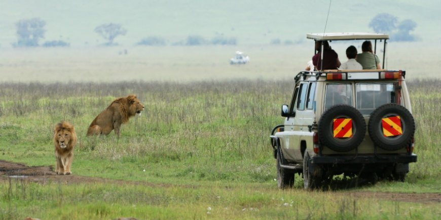 Lion and safari car