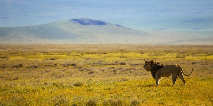 Lion in Masai Mara