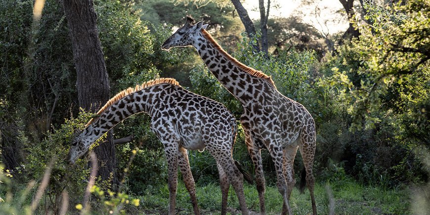 Two giraffes in the lush surroundings of Tarangire National Park in Tanzania