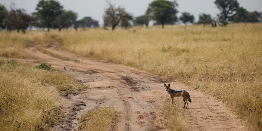 Wild dog looking at the camera