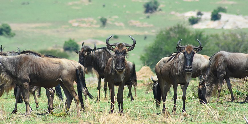 Wildebeest looking directly at the camera in Serengeti National Park