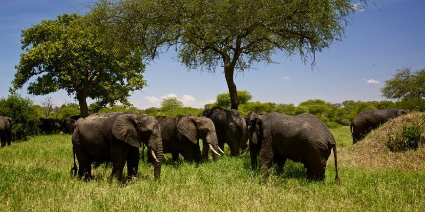 Tarangire elephants