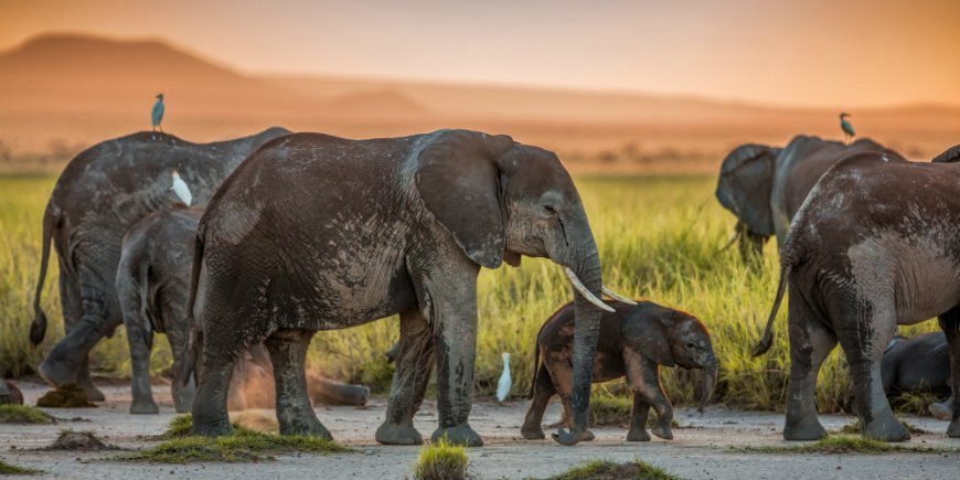 Elephants in Amboseli