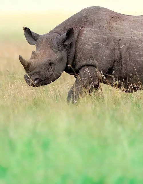 Safari in Kenya: Rhinos & Masai Mara