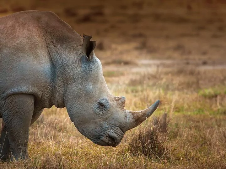 Safari in Kenya: Rhinos & Masai Mara