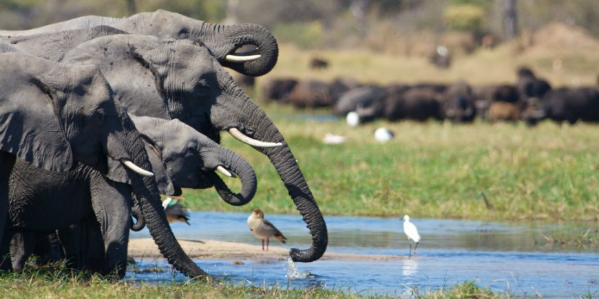 Elephants Botswana