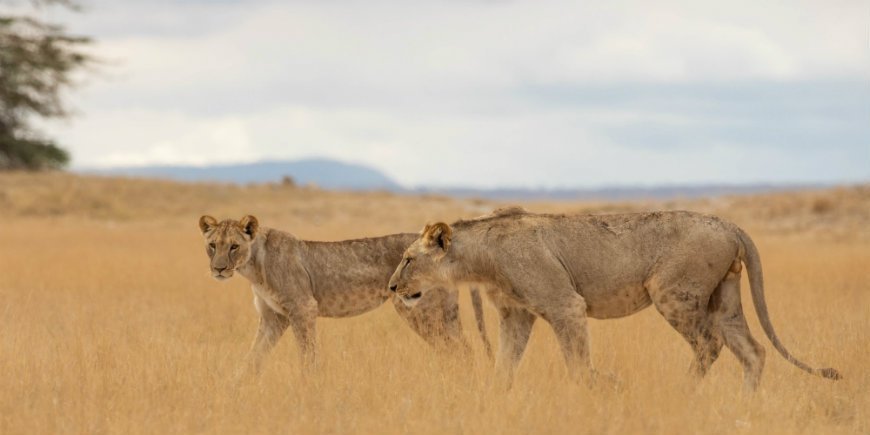 Serengeti