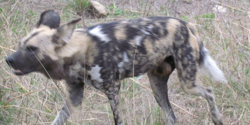 Wild dog