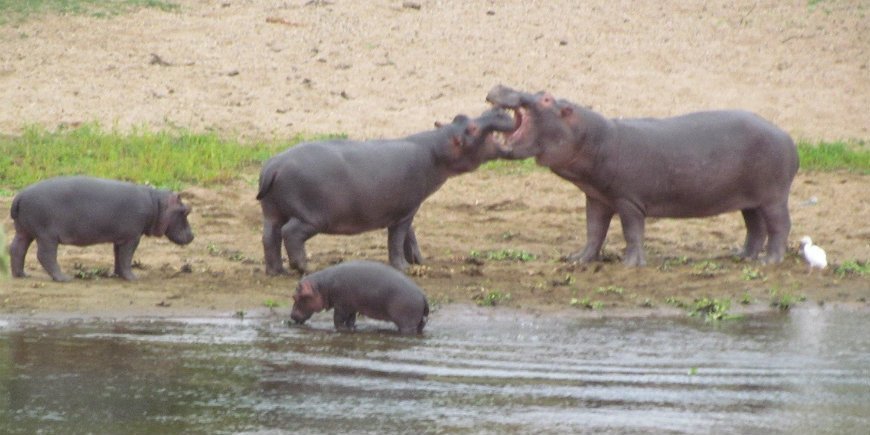 hippopotamus