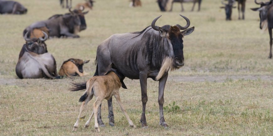 wildebeest calf in the Ngorongoro Crater