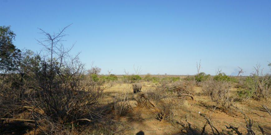 Face to face with rhinos in Kruger National Park