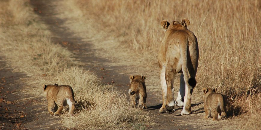 Masai Mara, Kenya