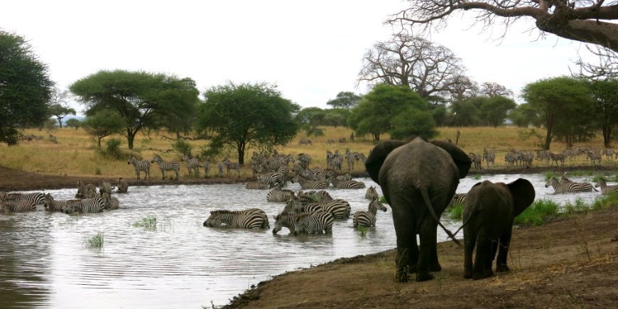 2 Tarangire wildlife