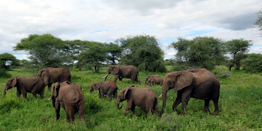 3 Elephants