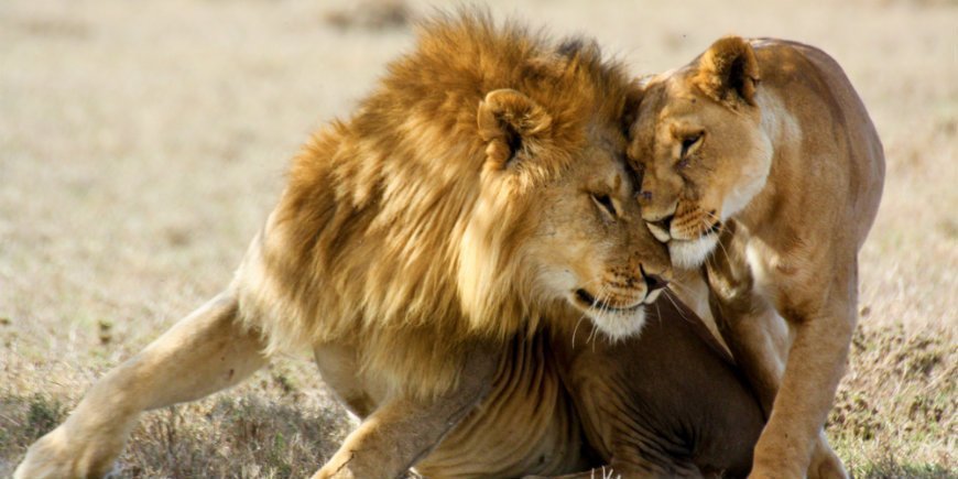 Lion Couple