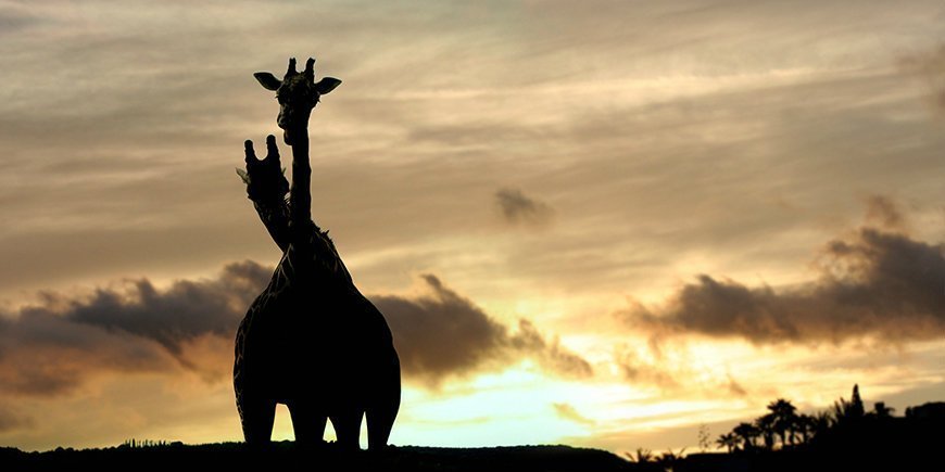 giraffes at sunset