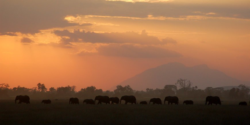 Elephants in Amboseli