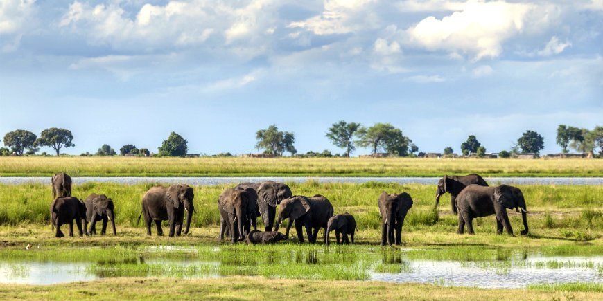 Elephants in Chobe