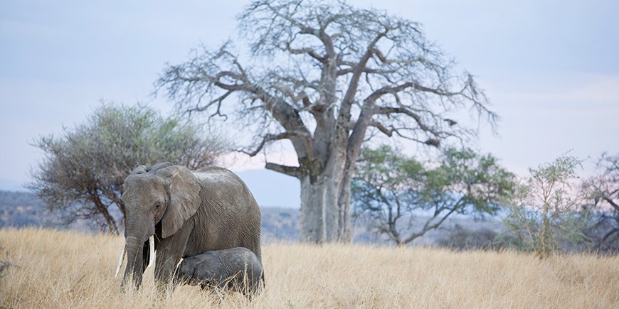 Elephants in Tarangire