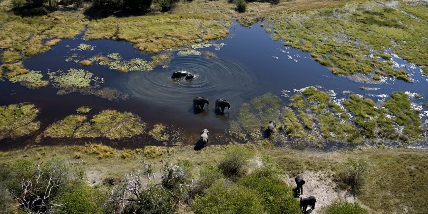 Elephants in the Okavango Delta