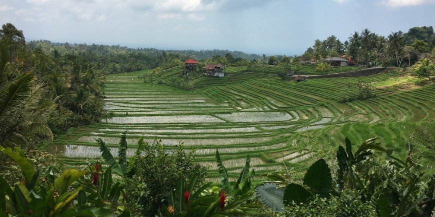 paddy fields