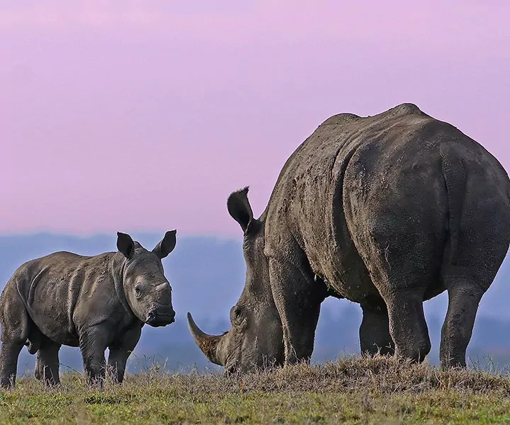 Big Five safari