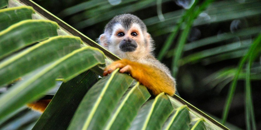 Monkey Costa Rica